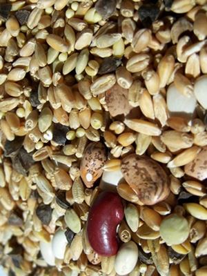 Picture of Cardamom capsule